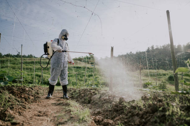 Best Ant Control Services  in Brush, CO