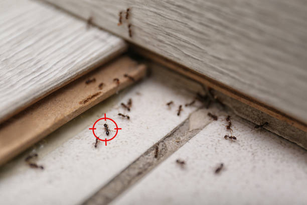 Best Rat Extermination Near Me  in Brush, CO