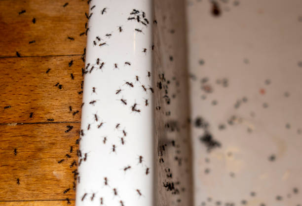 Best Pest Control Near Me  in Brush, CO