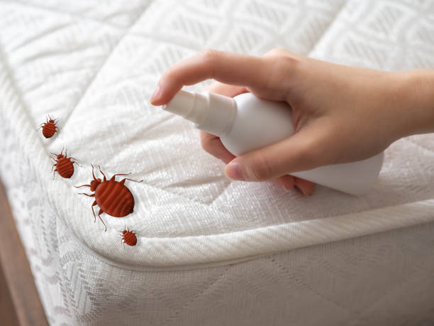 Best Affordable Pest Control Services  in Brush, CO