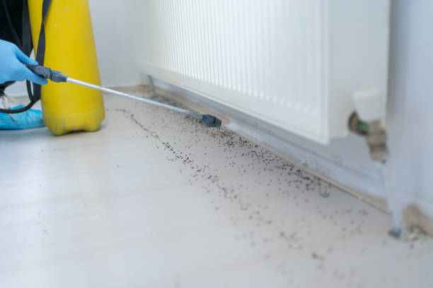 Best Bed Bug Extermination  in Brush, CO
