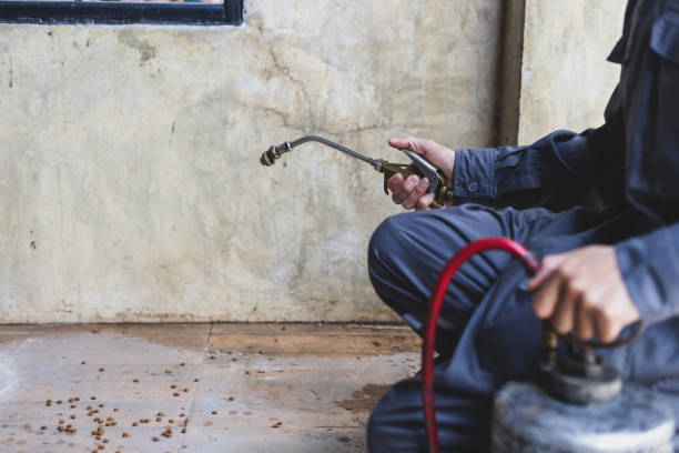 Best Flea Control Services  in Brush, CO
